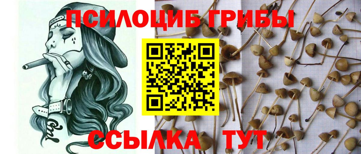 Псилоцибиновые грибы Cubensis Приморско-Ахтарск